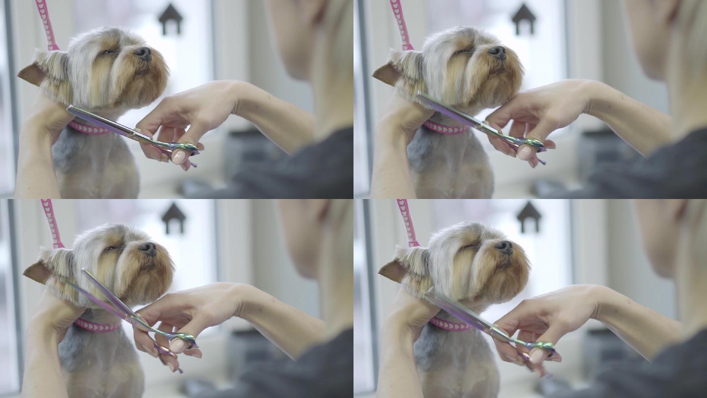 宠物美容师正在为可爱小狗剪造型