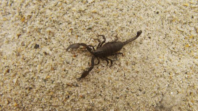 一只蝎子动物战斗尾巴