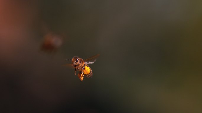 黑蜜蜂带着装满花粉的球回到蜂巢
