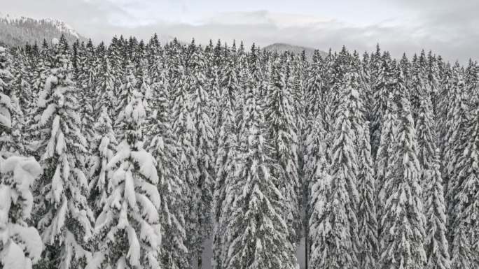 空中拍摄被白雪覆盖的树木。