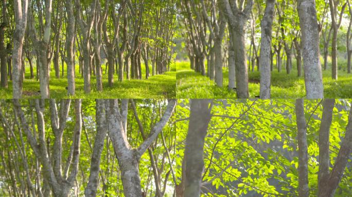 橡胶树林(细节)
