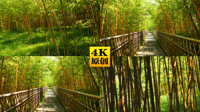 4K原创)篱笆围起来的竹林林荫道