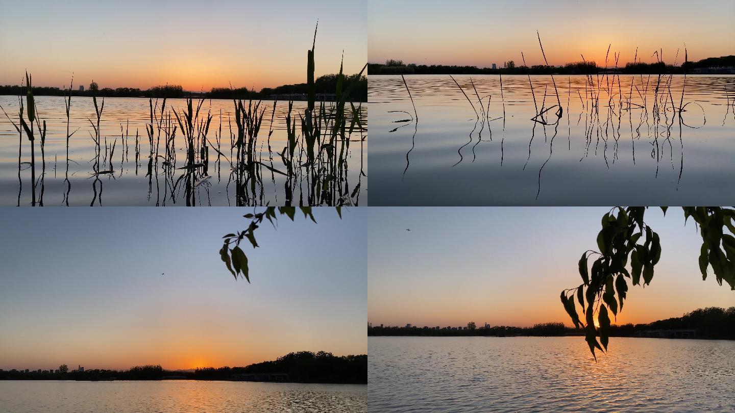 4K非常漂亮的夕阳下的湖面水草