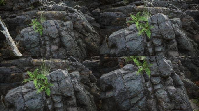 黑色沉积岩矿石岩石礁石陨石植物18