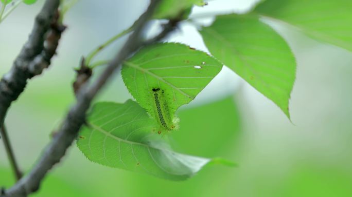 树上的绿色毛毛虫吃树叶啃树叶害虫