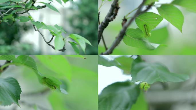 树上的绿色毛毛虫吃树叶啃树叶害虫