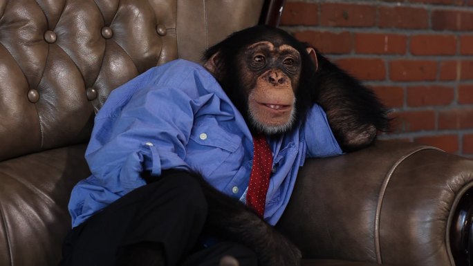 Boss黑猩猩放松