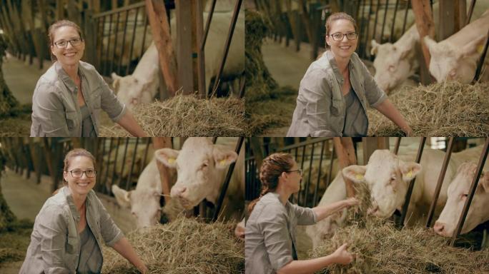 一位女农民在用手喂牛吃干草