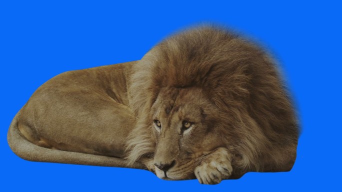蓝色背景下的狮子