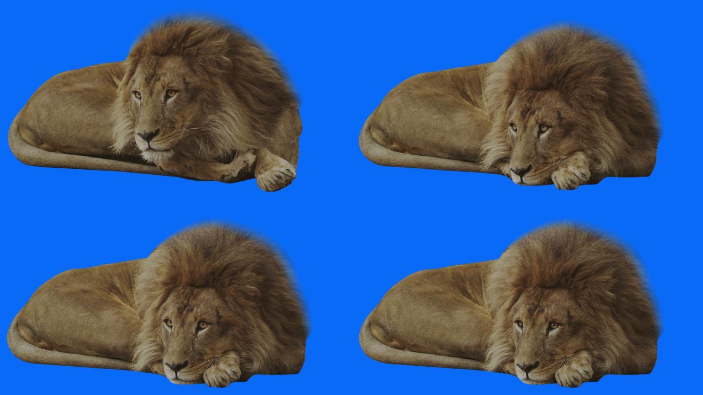 蓝色背景下的狮子