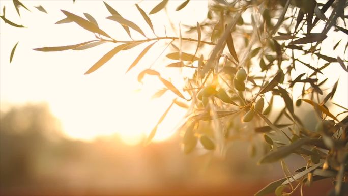 阳光下的橄榄树橄榄枝夕阳光芒唯美意境