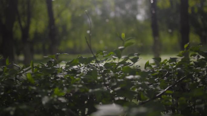 慢镜头实拍夏日阳光丛林柳絮飞扬