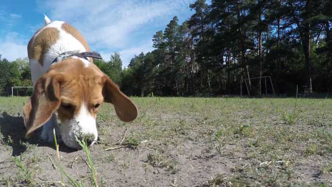 小猎犬在田野里奔跑。