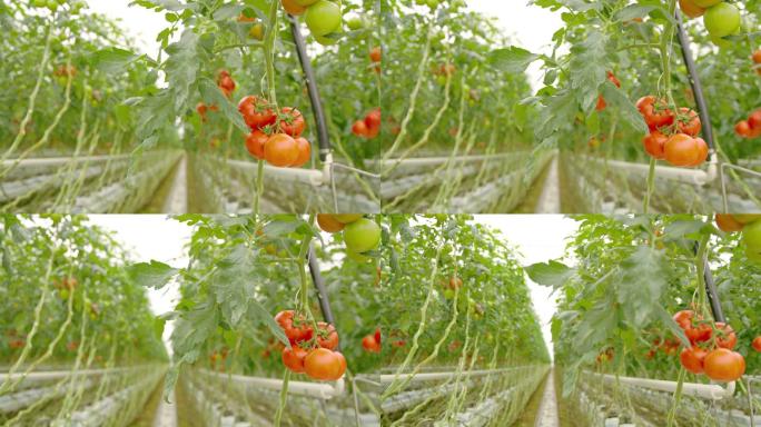 在温室里生长的番茄