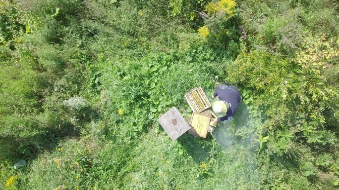 养蜂人工作鸟瞰图
