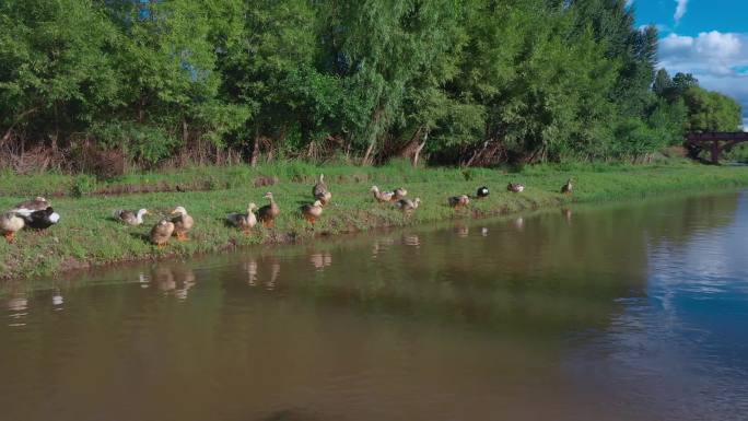 4k鸭子视频小河边养殖的鸭群小石拱桥
