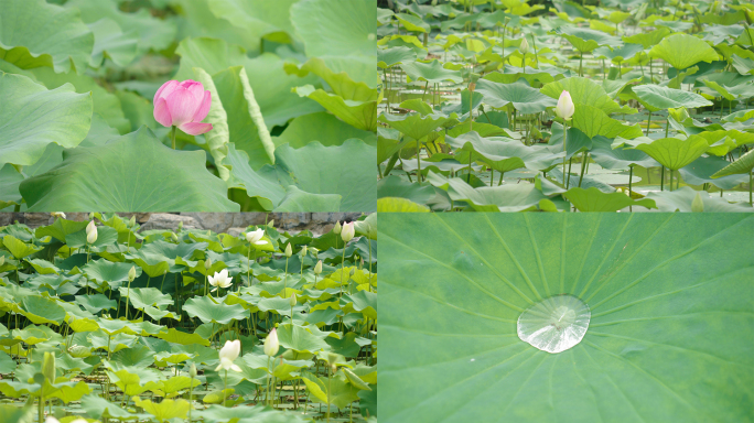 【4K】池塘中荷花含苞欲放-空镜01