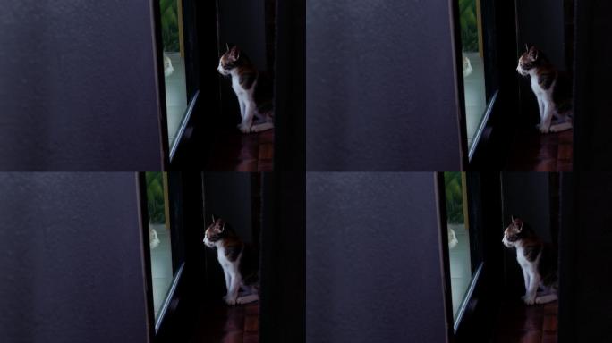 孤独的猫从门向外看