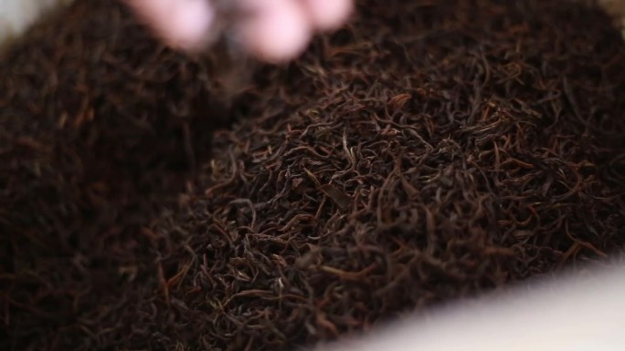红茶制作手法鲜叶微调红茶发酵烘干视频