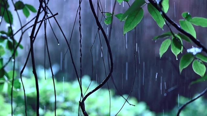 下雨雨声雨滴雨