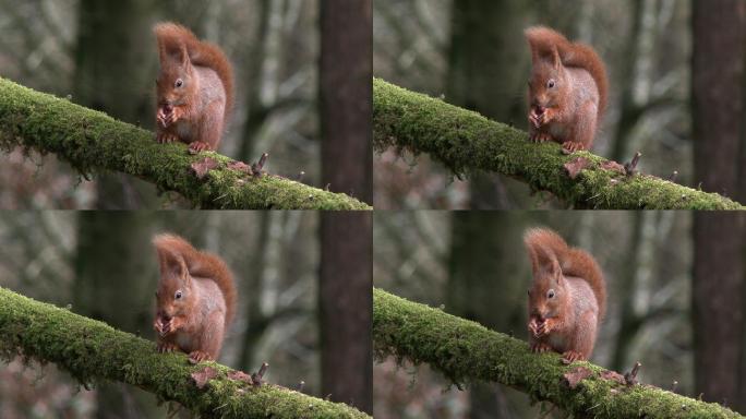 一只红松鼠坐在长满苔藓的树枝上吃榛子