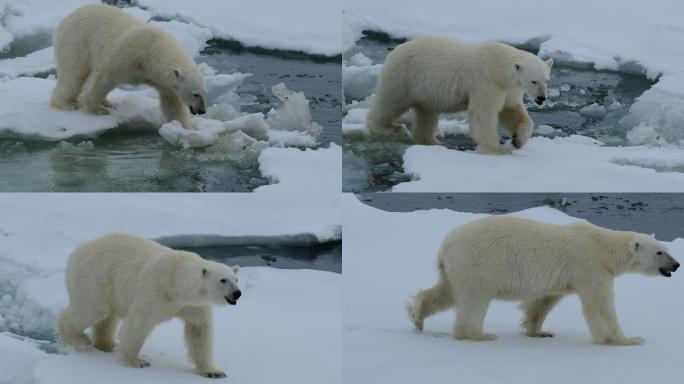 冰上北极熊保护雪上行走