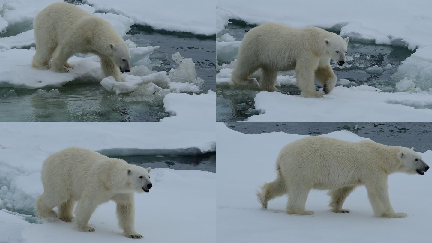 冰上北极熊保护雪上行走