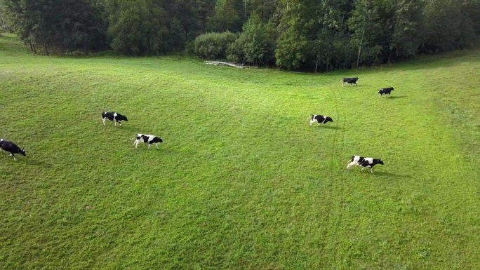 日出时牧场上奶牛群的鸟瞰图