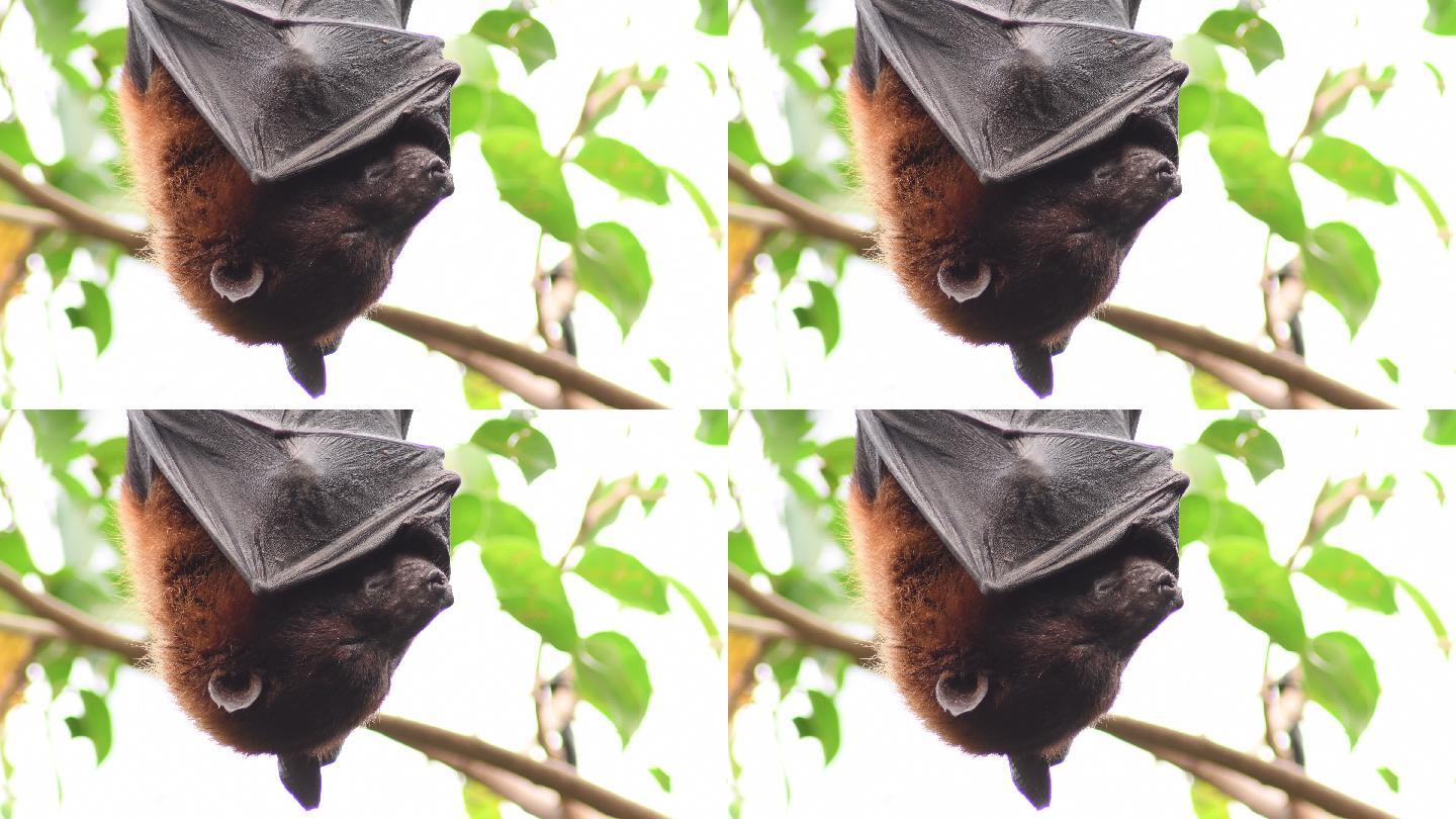 悬挂在树枝睡觉的飞狐蝙蝠