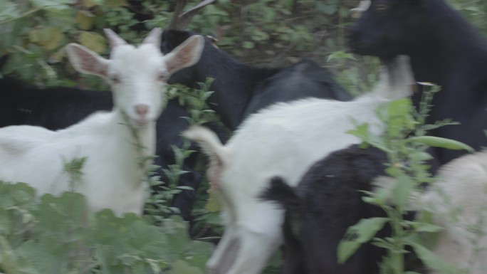 乡村振兴老百姓养羊养猪种植实拍4k