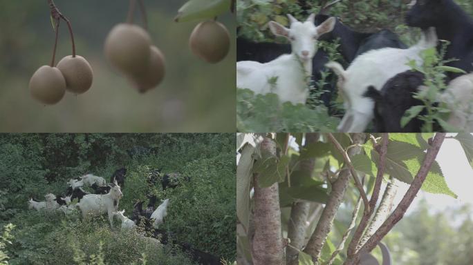 乡村振兴老百姓养羊养猪种植实拍4k