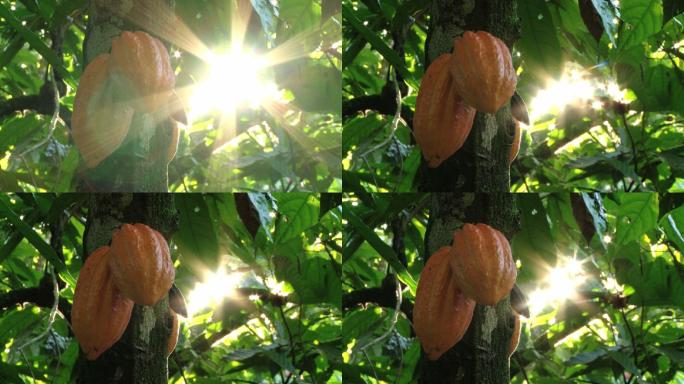 种植园里阳光直射的可可果和可可叶
