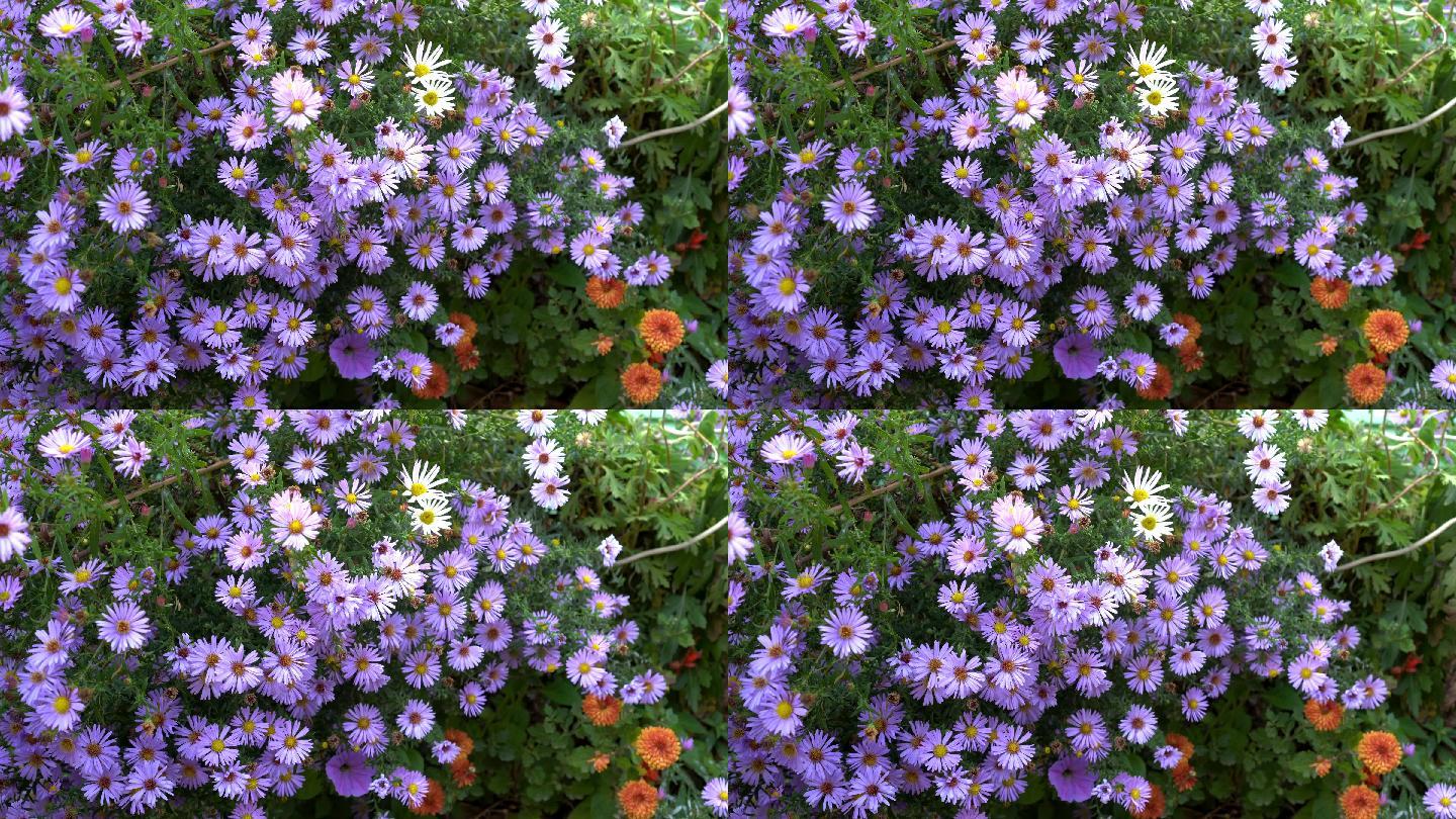 蜜蜂在城市花坛采集花蜜，为紫色花朵授粉。