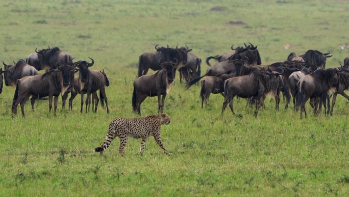 非洲大草原上的猎豹