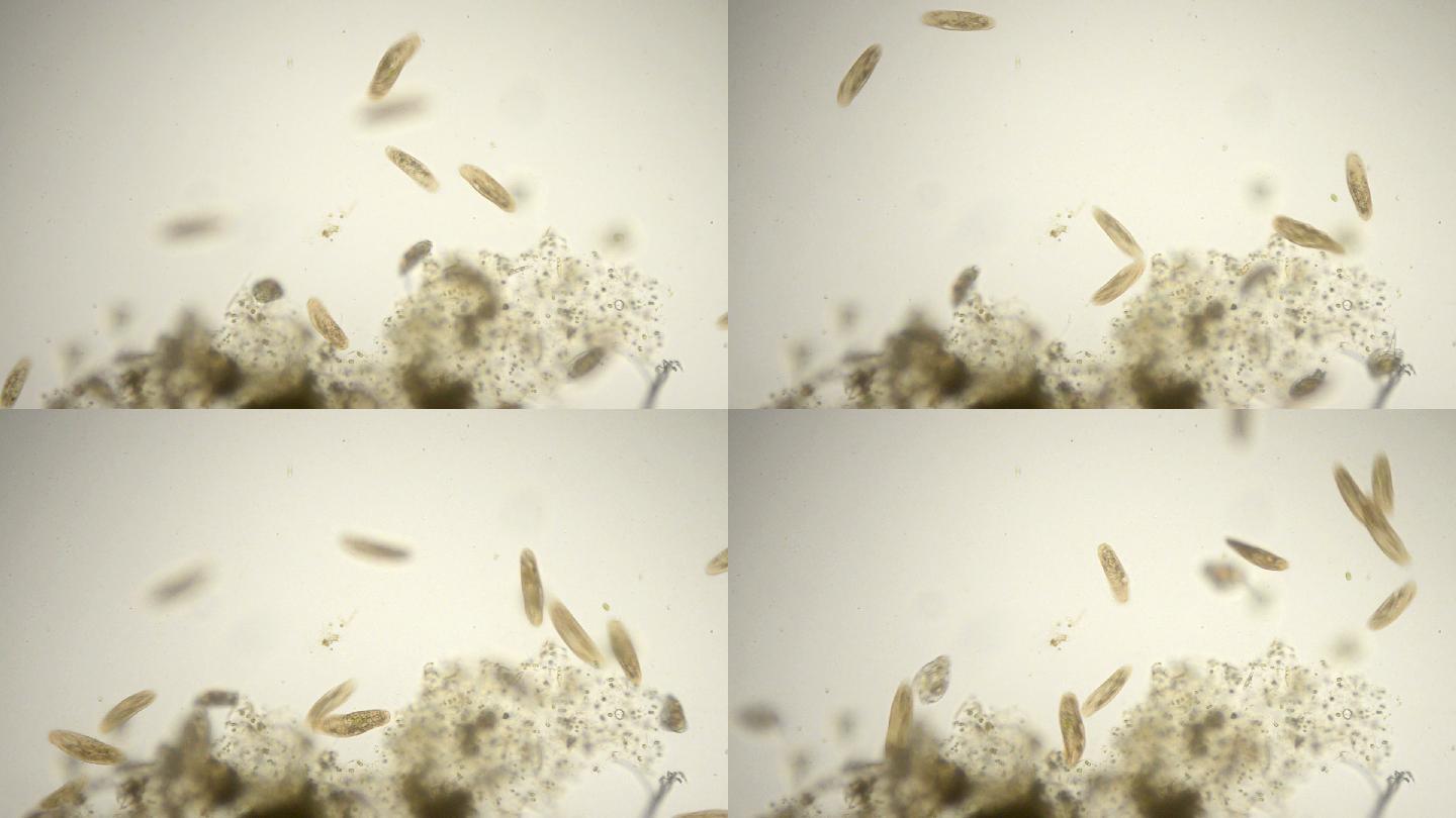 草履虫显微照片显微镜细菌雌雄同体