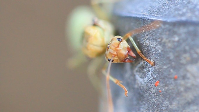 蚁后蚁群行为蚁后统治生态系统
