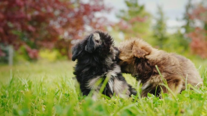 两只小狗在草地上玩耍