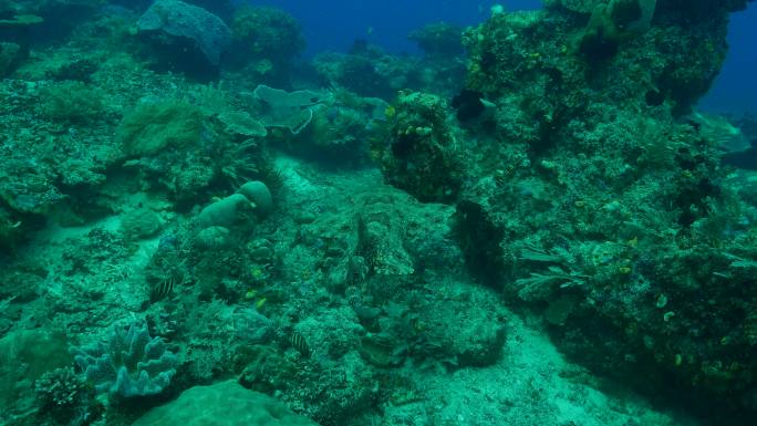大海深处的暗礁，生态