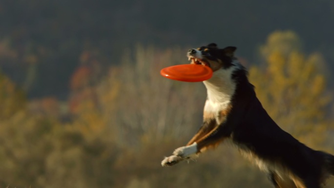 纯种边境牧羊犬接住飞盘