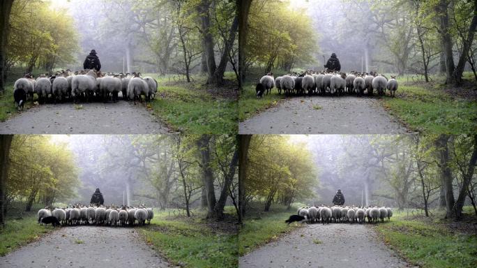 森林里雾蒙蒙的日出时的牧羊女和羊群