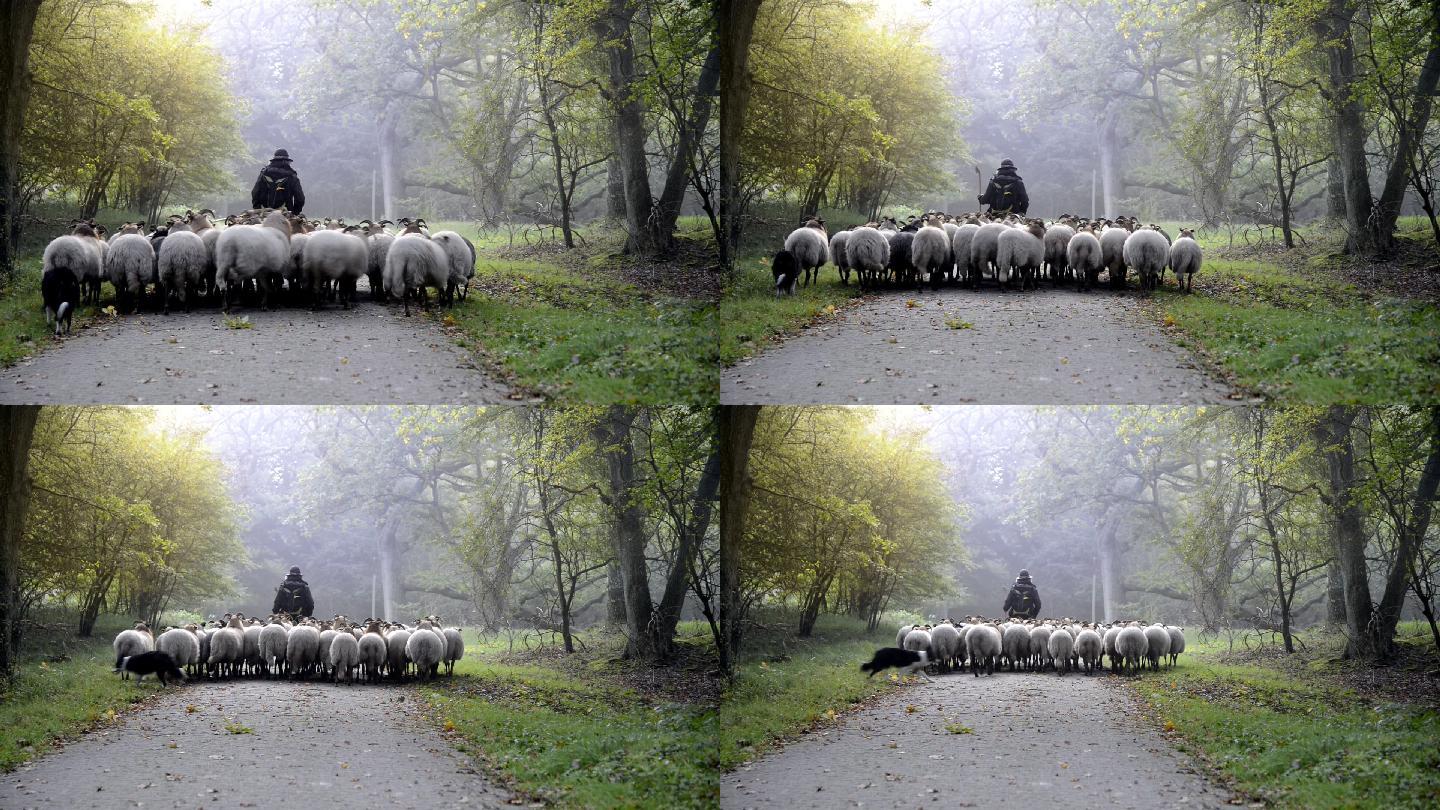 森林里雾蒙蒙的日出时的牧羊女和羊群