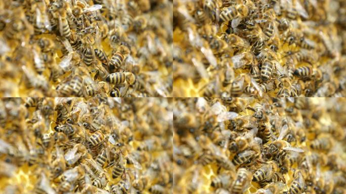 成百上千的蜜蜂爬在蜂房上