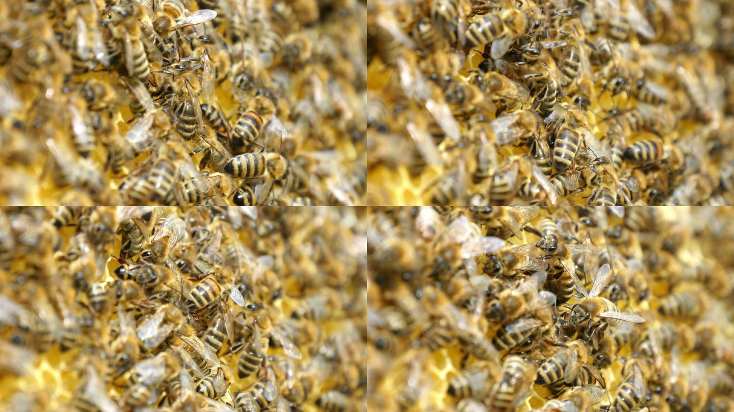 成百上千的蜜蜂爬在蜂房上