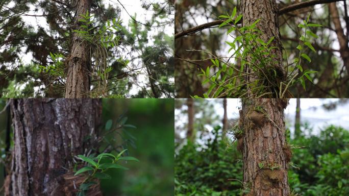 实拍农村林下经济种植中草药铁皮石斛