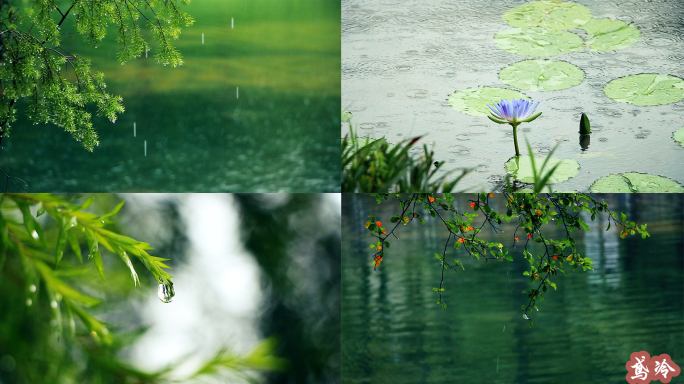 下雨天意境清新空镜头