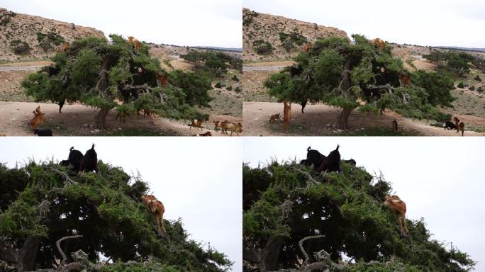 摩洛哥山羊在阿尔冈树上吃阿尔冈坚果
