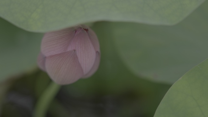 莲花菩萨花苞荷叶花蕾