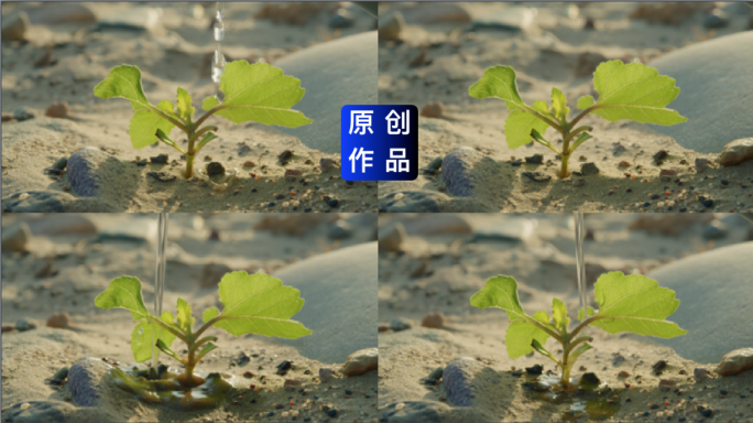 4K荒漠中的小草、给草浇水