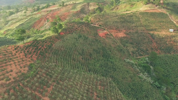 越南咖啡种植园
