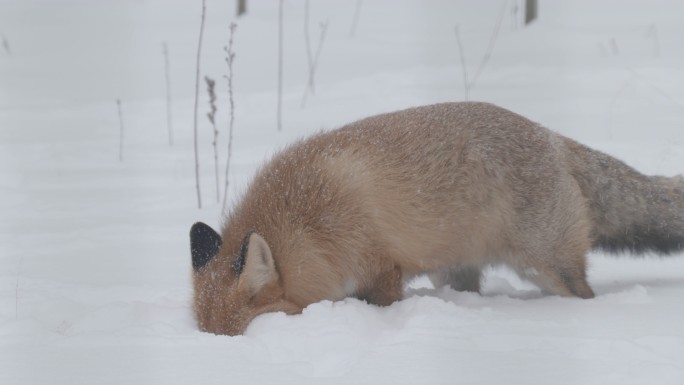 猎狐在雪地行走宠物橙色长白山